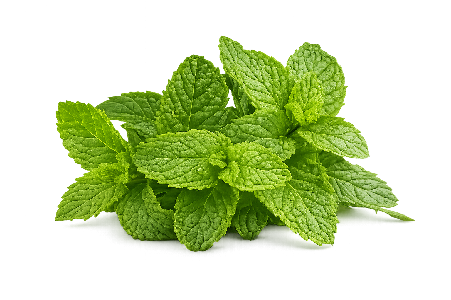 Fresh Mint Leaves